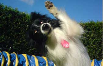 Academia dos Cães - Foto 1