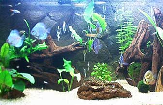 Pet Shop Condor - Foto 1