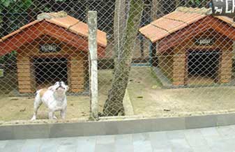 Canil Magui - Foto 1