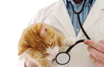 Clínica Veterinária Acãochego - Foto 1