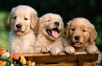 Bre Pet Shop - Foto 1