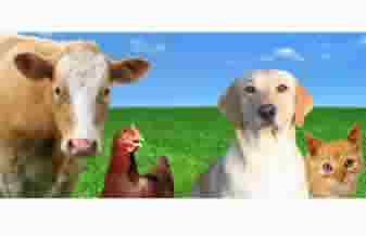 Dvcom Comércio Produtos Veterinários - Foto 1