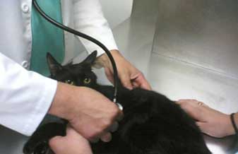 Max Vet Hospital Veterinario - Foto 1