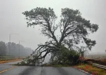 Itaquaquecetuba: Árvore interdita Rodovia Ayrton Senna