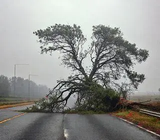 Itaquaquecetuba: Árvore interdita Rodovia Ayrton Senna