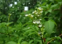 tempo em Itaquaquecetuba