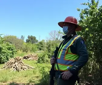 corte irregular de árvores em Itaquaquecetuba